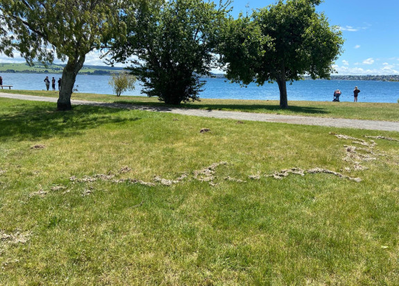 A deposit on the lakeshore at Taupo thought to have been caused by lake water and pumice flowing onto the grass after the earthquake.