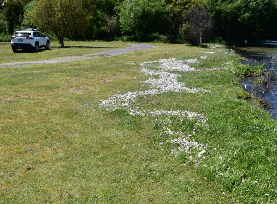 Band of pumice debris stranded nearly half a metre above lake level at Whareroa Bay (10 km North of Turangi) by the 30 November Lake Taupō tsunami.