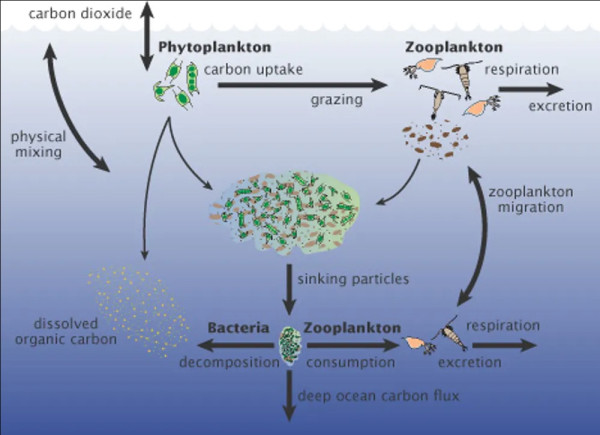 Marine carbon cycle