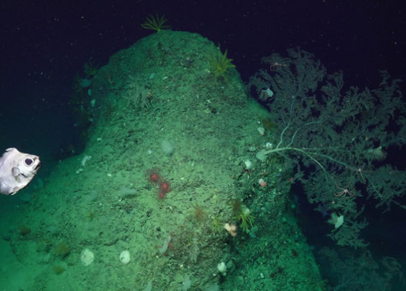 The abundance of life visible on this rocky outcrop