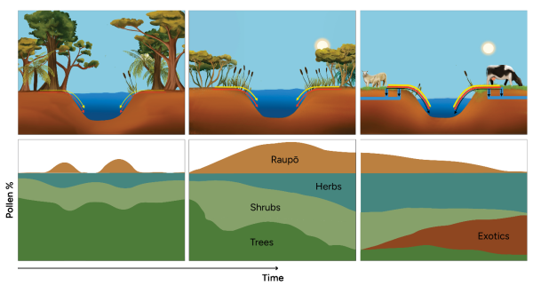 Schematic representation of raupō response to environmental changes during the last millennium in New Zealand