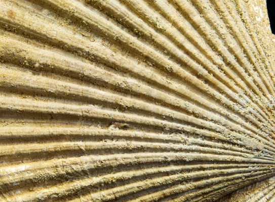 Scallop fossil Phialopecten thomsoni found on Pukeora Hill Waipukurau