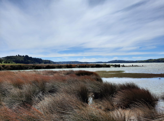 Saltmarsh Blue Carbon project