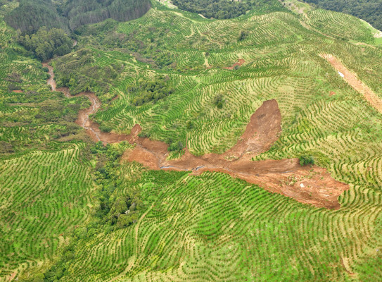 Compound slide transitioning to debris flows in recently planted pine forest, Marlborough Forest, north of Kaihu (north of Dargaville)