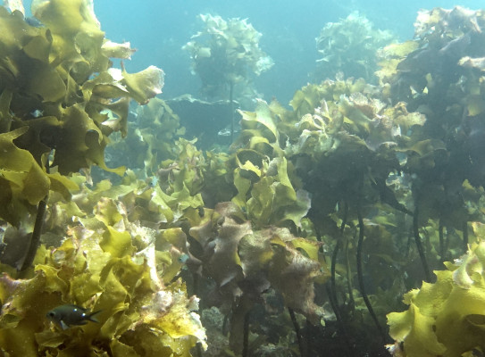 Kelp forest at Poor Knights Islands - credit Jean Roger