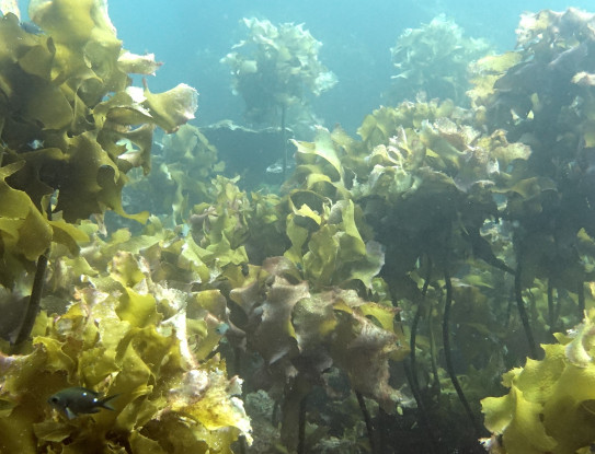 Kelp forest at Poor Knights Islands - credit Jean Roger