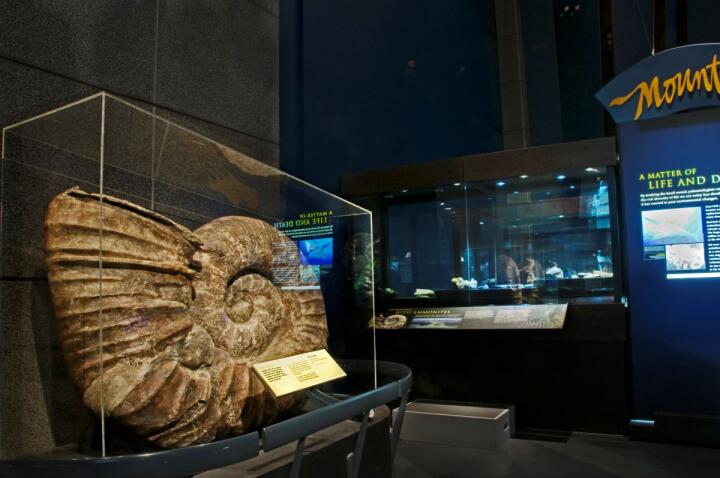 Ammonite Fossil Margaret Low GNS Science